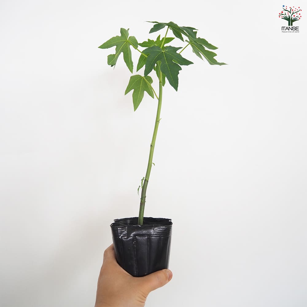 パパイヤの苗 ハワイオウロ 【果樹の苗 3.5号】｜ 【植物の