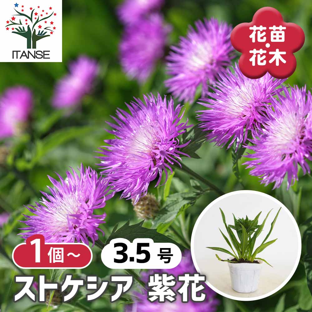 紫の花 苗 ストケシア？ ストケシア 紫花 【花苗 3.5号】｜ 【植物のITANSE】全品送料