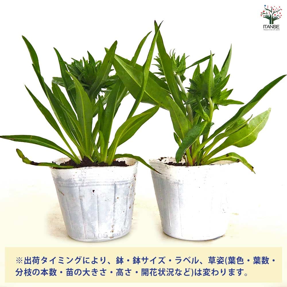ストケシア 紫花 【花苗 3.5号】｜ 【植物のITANSE】全品送料