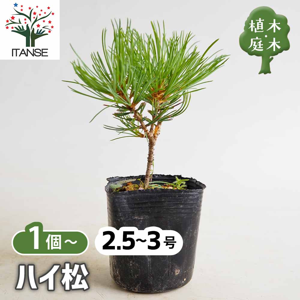 松 ハイ松 【庭木 2.5号】｜ 【植物のITANSE】全品送料無料・即出荷!