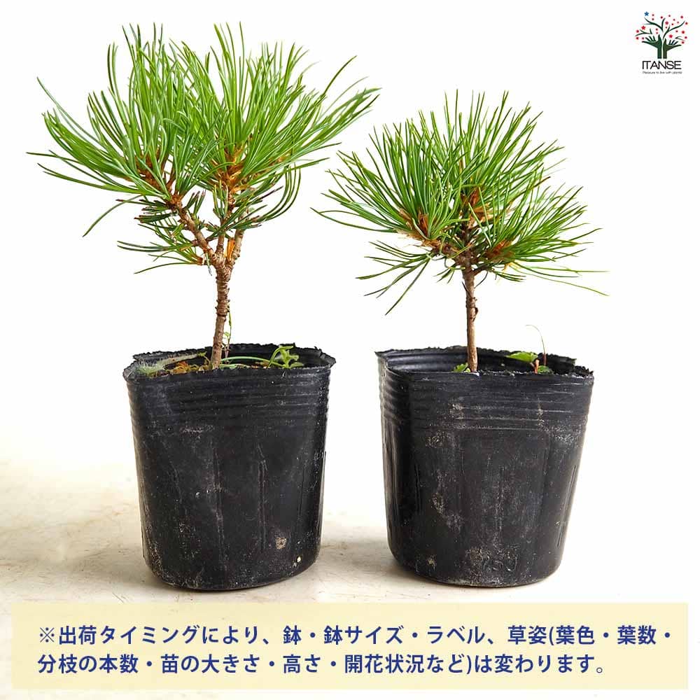 松 ハイ松 【庭木 2.5号】| 【植物のITANSE】全品送料無料・即出荷! 松 ハイ松 【庭木 2.5号】| 【植物のITANSE】全品送料無料・即出荷!