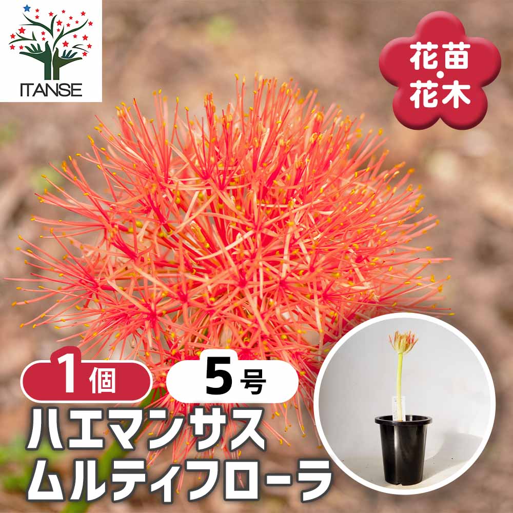 ハエマンサス ムルティフローラ 【花苗 5号／1個売り】