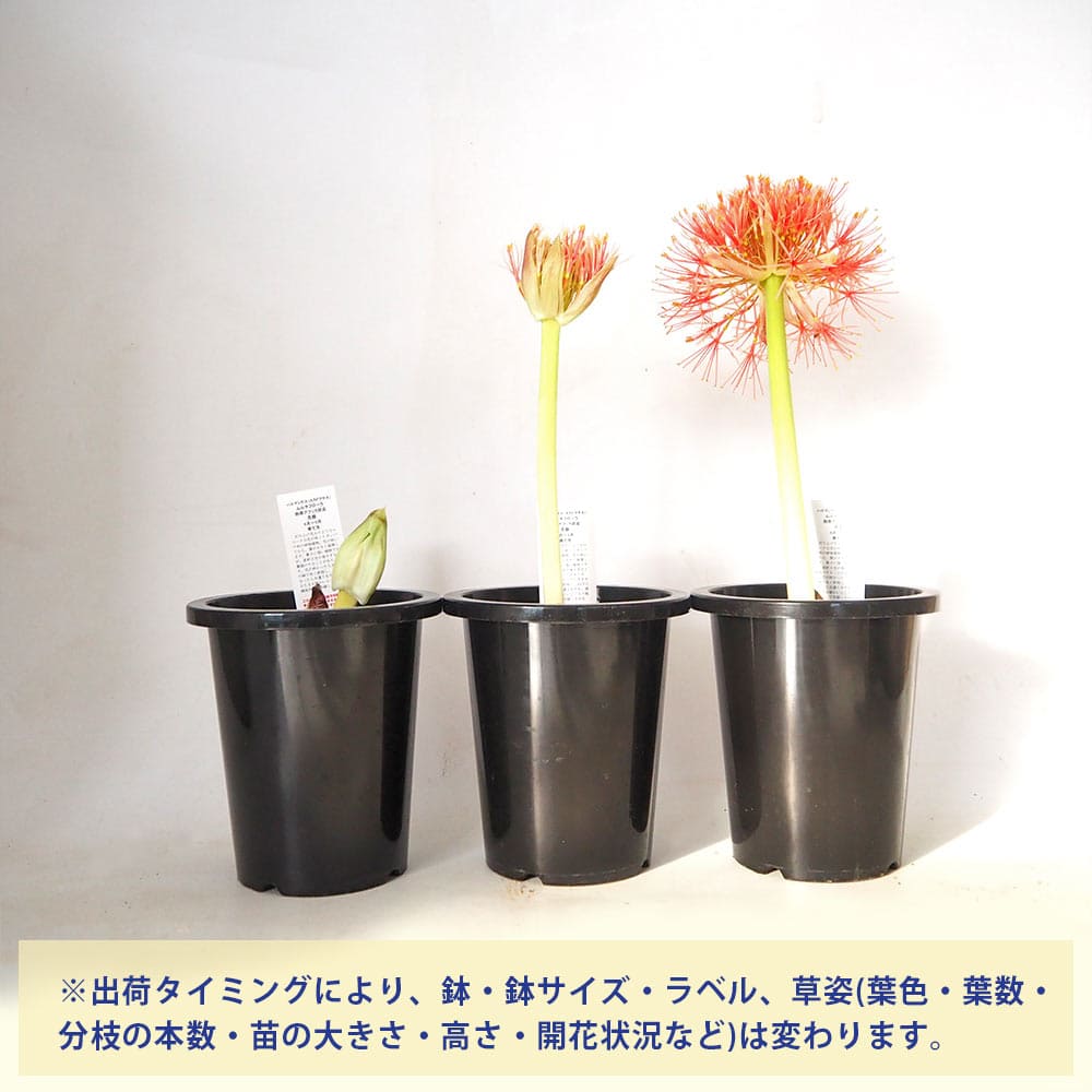 ハエマンサス ムルティフローラ 【花苗 5号／1個売り】