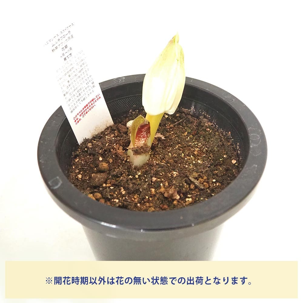ハエマンサス ムルティフローラ 【花苗 5号／1個売り】