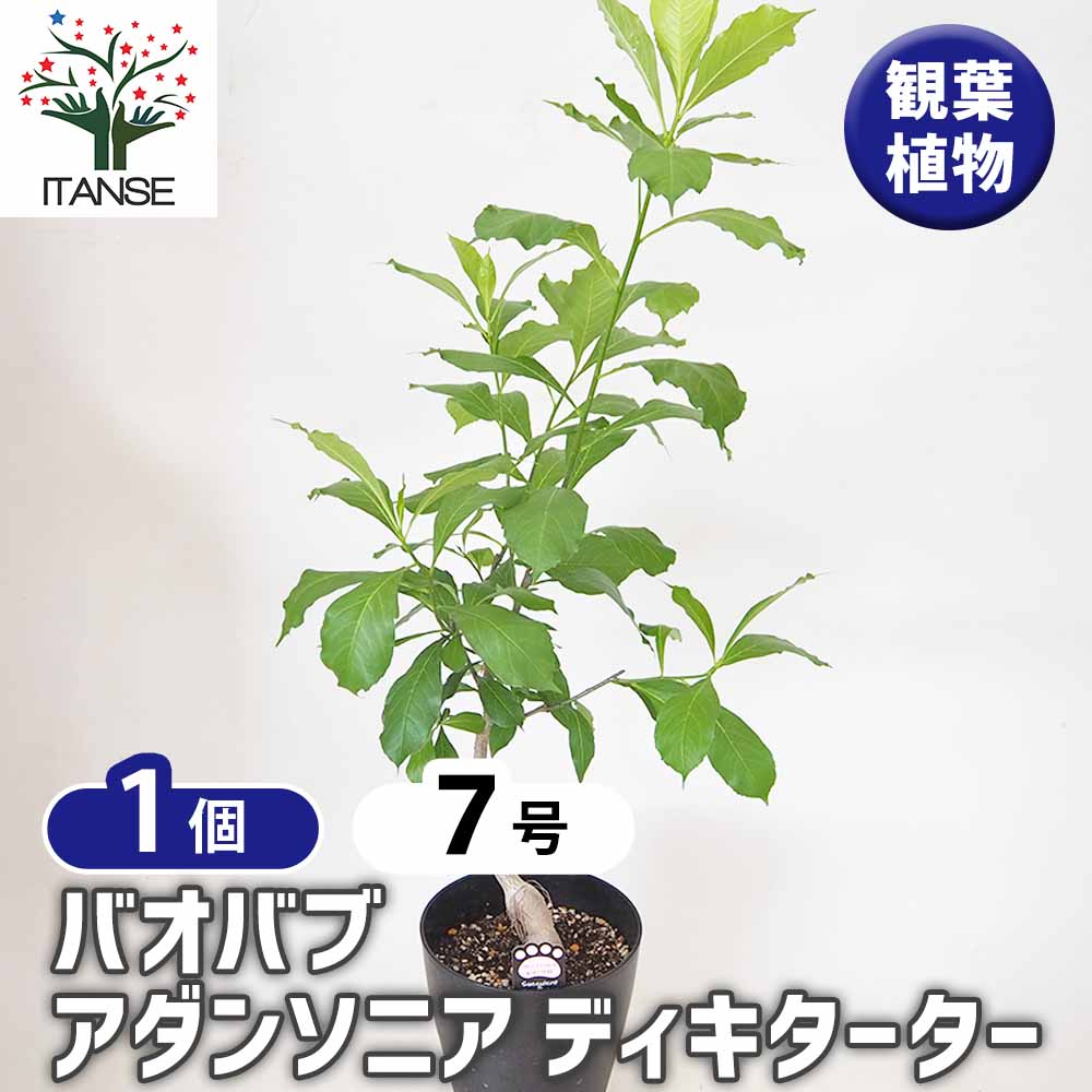 バオバブ アダンソニア・ディギタータ 【観葉植物 7号／1個売り