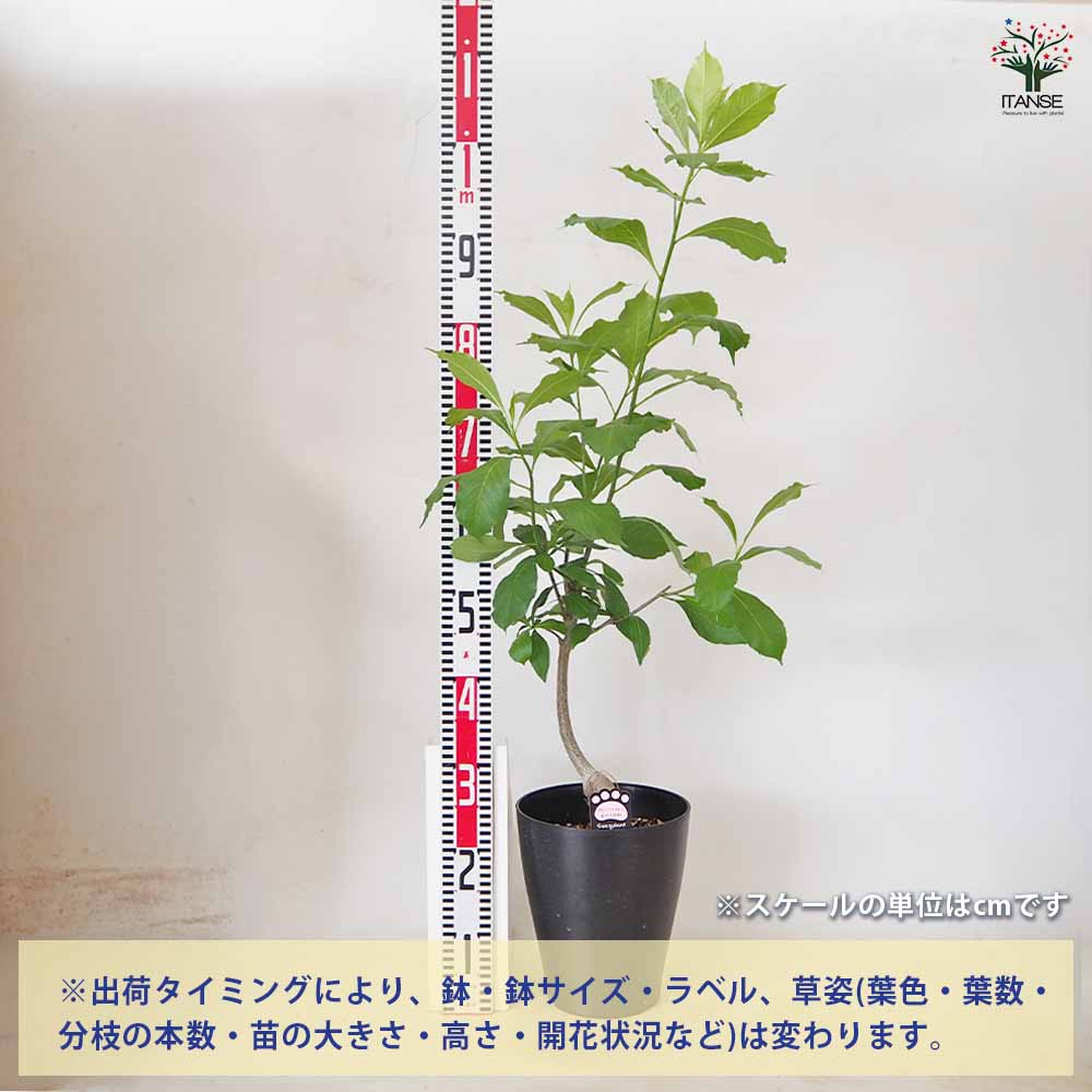 バオバブ アダンソニア・ディギタータ 【観葉植物 7号／1個売り