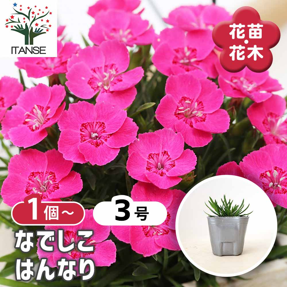 ナデシコ はんなり 【 花苗 3号 】｜ 【植物のITANSE】全品送料
