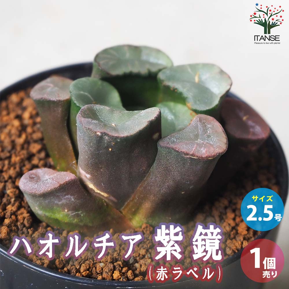 ハオルチア (赤) 紫鏡【多肉植物 2.5号鉢／1個売り】｜ 【植物の