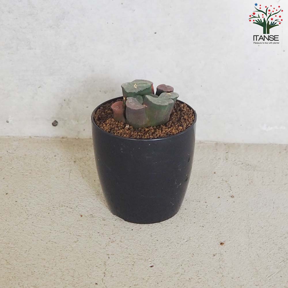 赤紫色の多肉植物 青い鉢付き*2 nohohonlibre02_ha-001