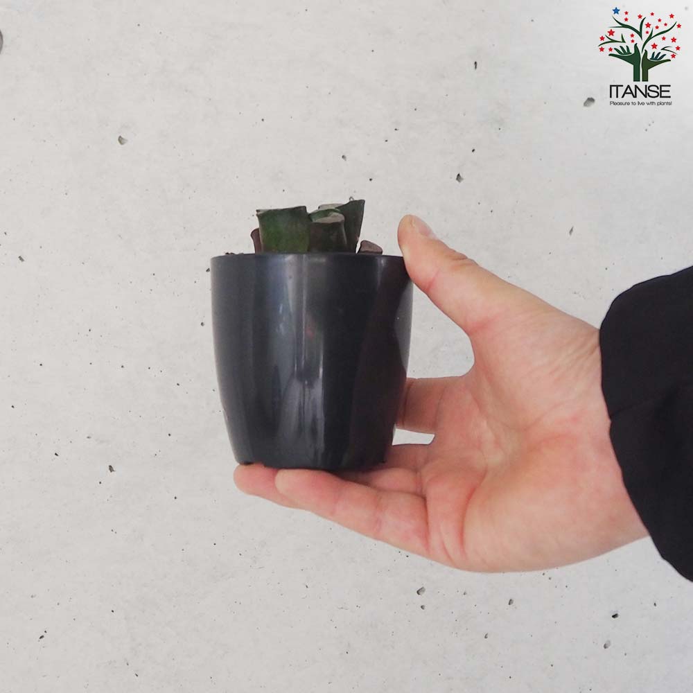 赤紫色の多肉植物 青い鉢付き*2 赤紫色の多肉植物 青い