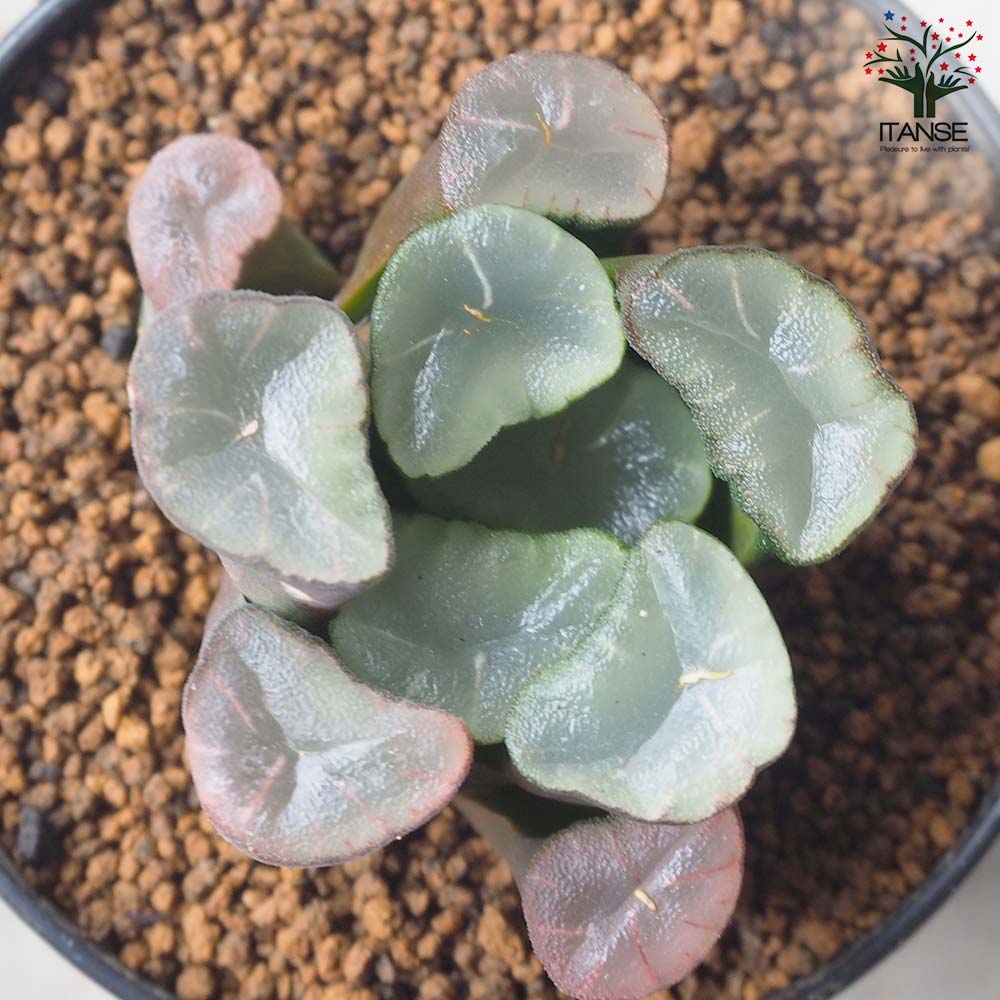 赤紫色の多肉植物 青い鉢付き*2 ハオルチア (赤) 紫鏡【多肉植物 2.5号鉢/1個売り】| 【植物の