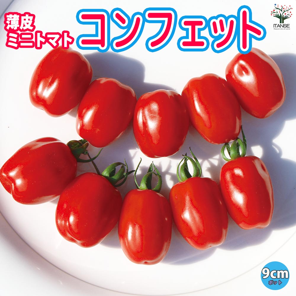 高糖度薄皮ミニトマト コンフェット2個～【9cmポット自根苗】