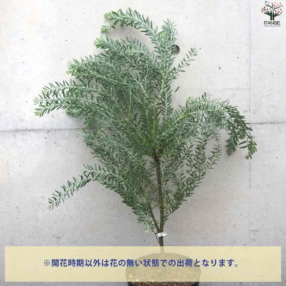 ① アカシア ブルーブッシュ 8号 特大苗 最高等級