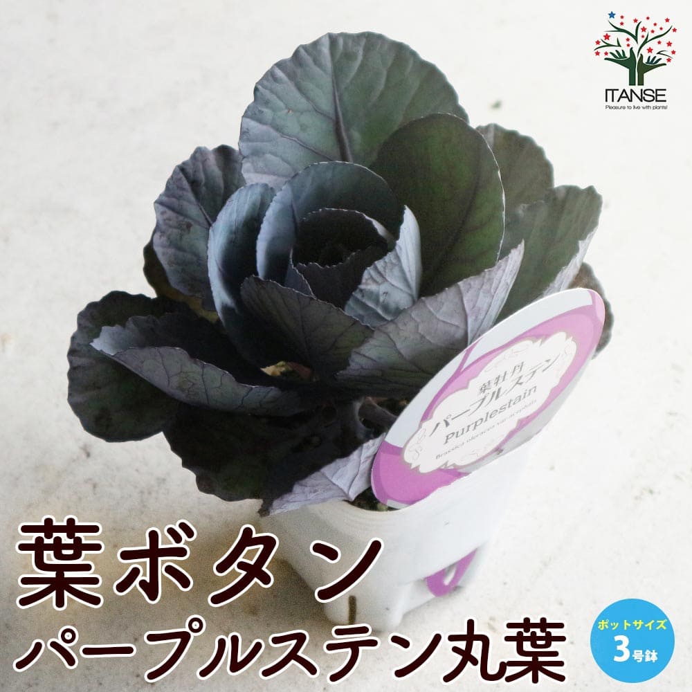 葉ボタン パープルステン丸葉(神戸ジェンヌ)【花苗 3号ポット苗