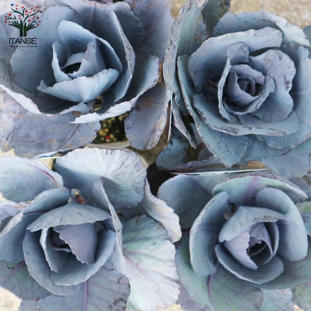 葉ボタン パープルステン丸葉(神戸ジェンヌ)【花苗 3号ポット苗