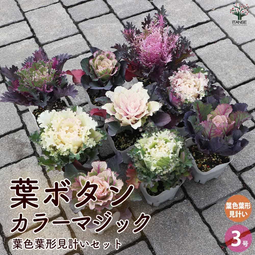 葉ボタン カラーマジック／葉色葉形見計いセット2個～【花苗 ブーケ仕立て3号ポット】