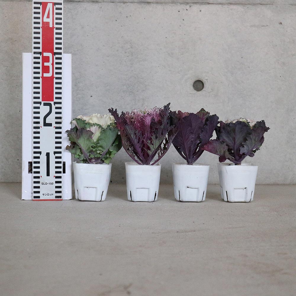 葉ボタン カラーマジック／葉色葉形見計いセット2個～【花苗 ブーケ仕立て3号ポット】