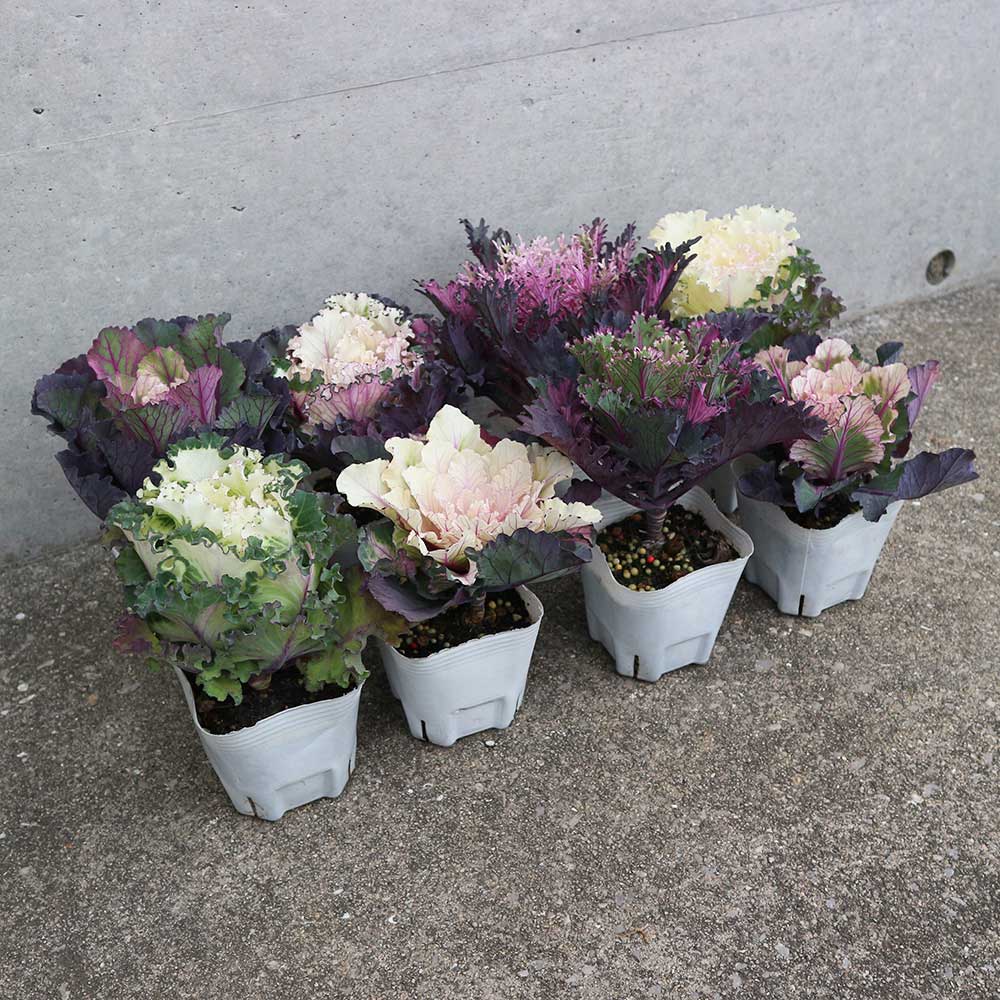 葉ボタン カラーマジック／葉色葉形見計いセット2個～【花苗 ブーケ