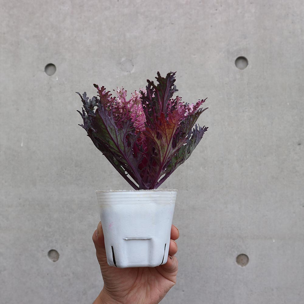 葉ボタン カラーマジック／葉色葉形見計いセット2個～【花苗 ブーケ仕立て3号ポット】