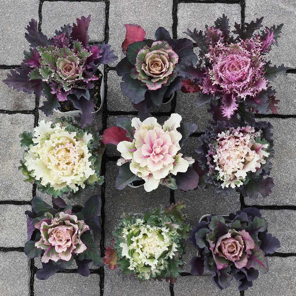 葉ボタン カラーマジック／葉色葉形見計いセット2個～【花苗 ブーケ仕立て3号ポット】