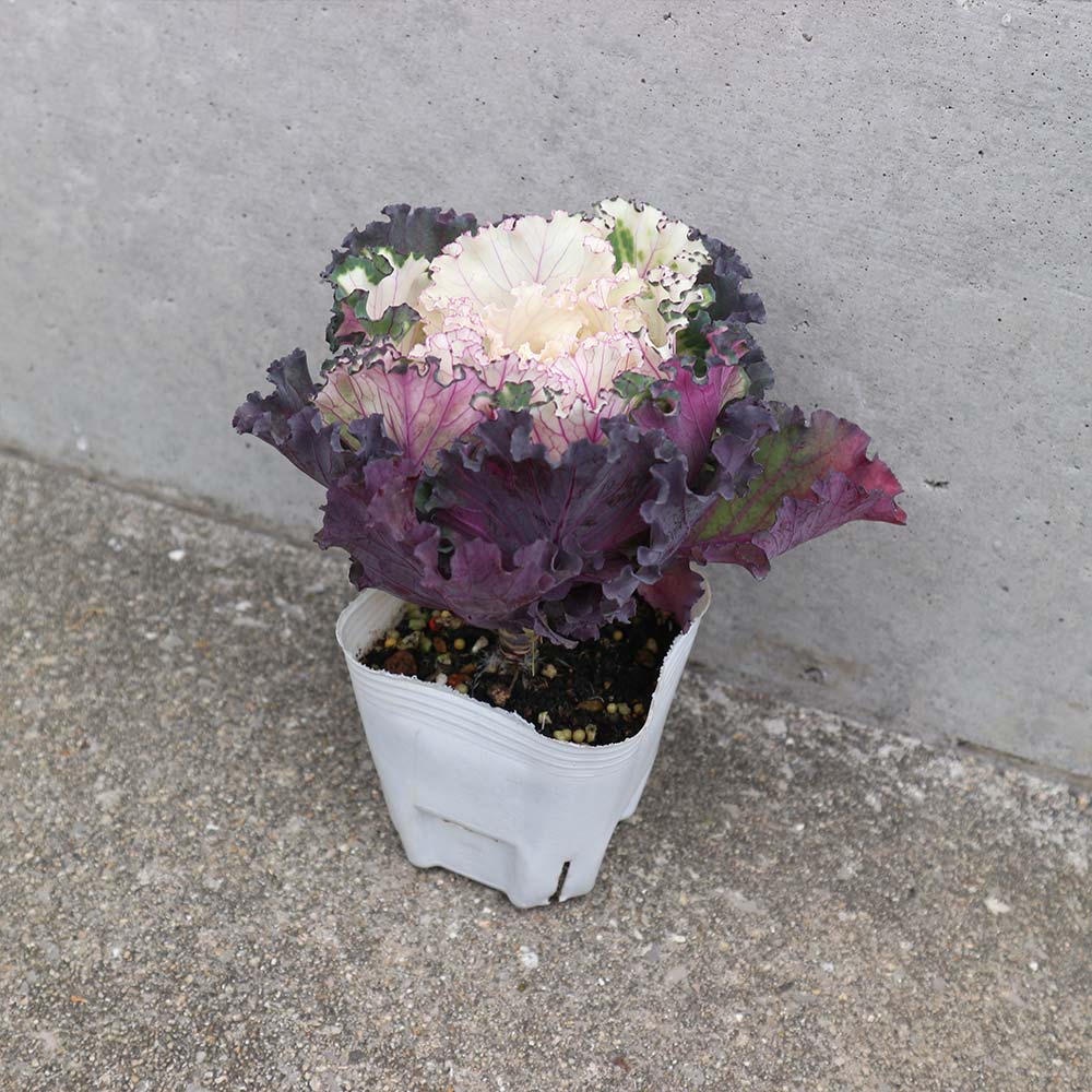 葉ボタン カラーマジック／葉色葉形見計いセット2個～【花苗 ブーケ仕立て3号ポット】