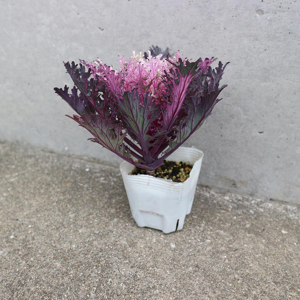 葉ボタン カラーマジック／葉色葉形見計いセット2個～【花苗 ブーケ