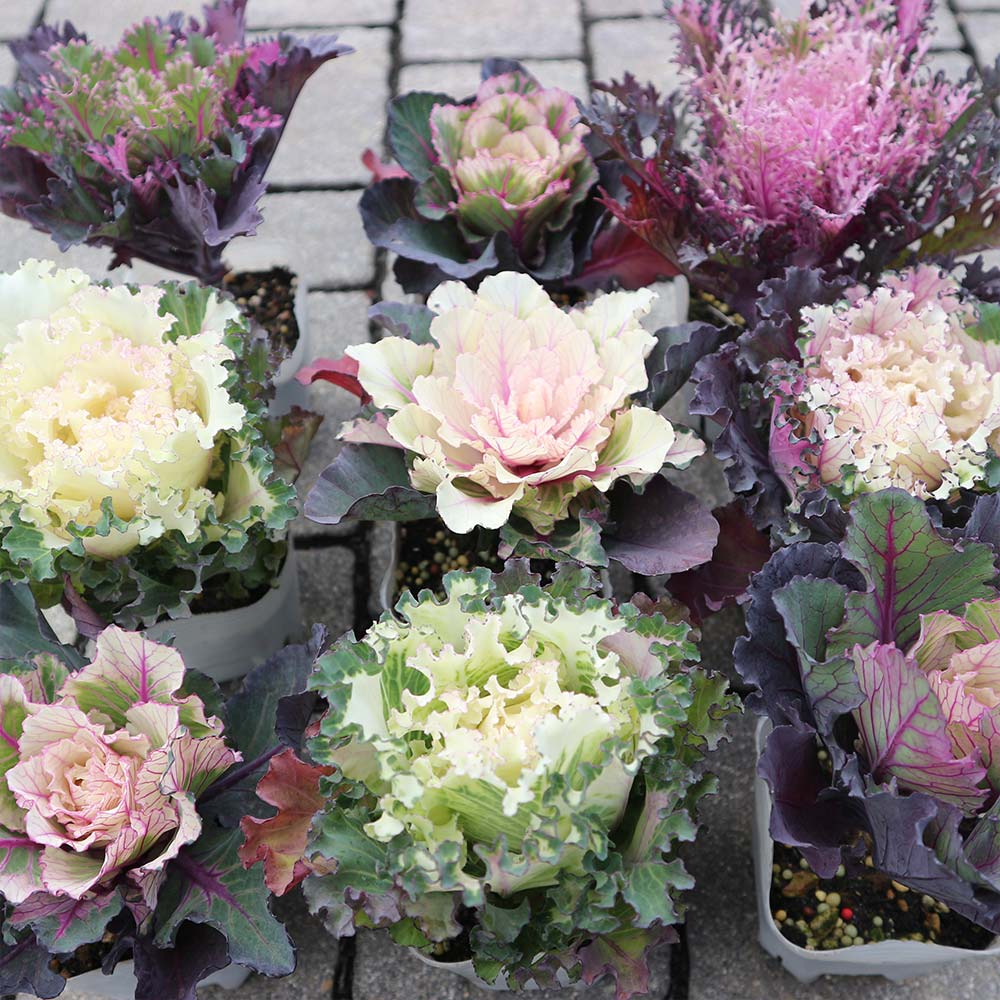 葉ボタン カラーマジック／葉色葉形見計いセット2個～【花苗 ブーケ