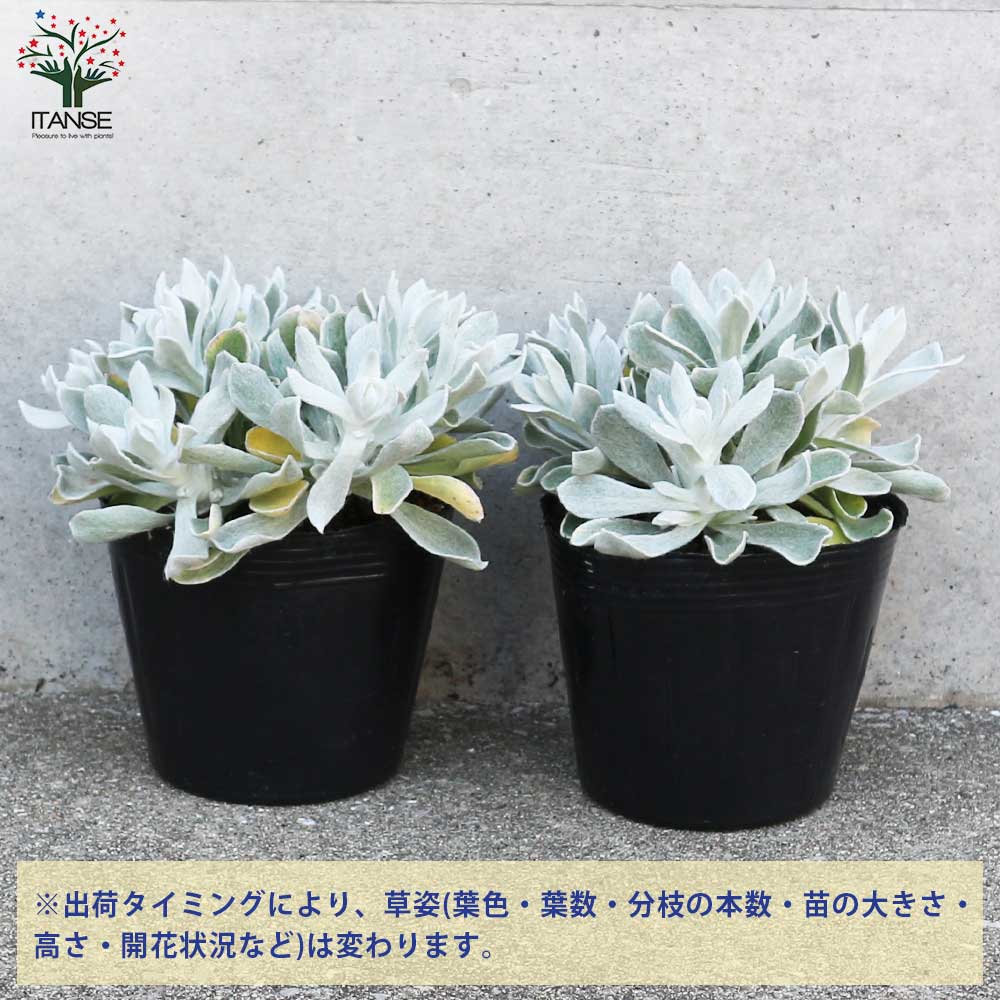 ぷらむ様　確認用　クリソセファラム クリソセファラム 【花苗 3号】｜ 【植物のITANSE】全品送料無料
