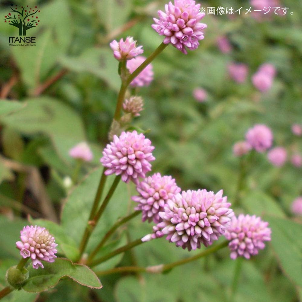 ポリゴナム ヒメツルソバ2個～【花苗 9cmポット】｜ 【植物の