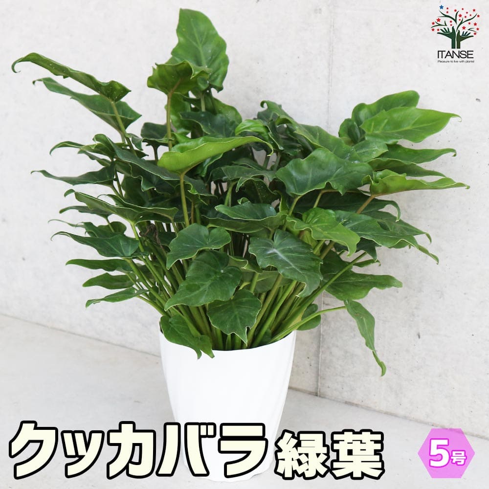 クッカバラ 緑葉【観葉植物 5号鉢】｜ 【植物のITANSE】全品送料