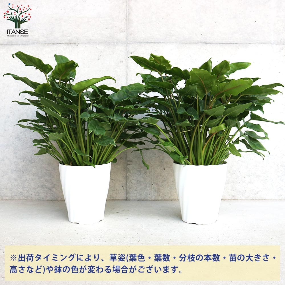 観葉植物 波状の葉 濃緑色クッカバラ写真尺鉢 クッカバラ 緑葉【観葉植物 5号鉢】｜ 【植物のITANSE