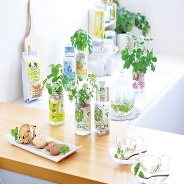 グリーンペット ワイルドストロベリー1個【窓辺で育てる水耕栽培セット】