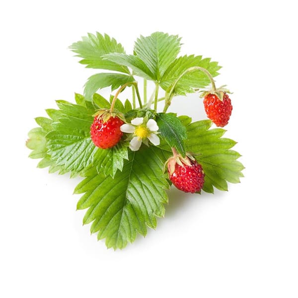 グリーンペット ワイルドストロベリー1個【窓辺で育てる水耕栽培セット