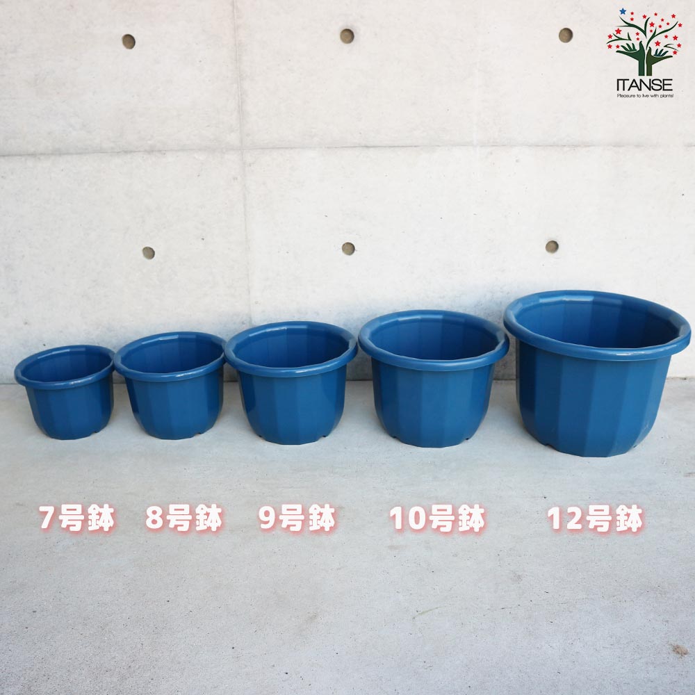 中輪鉢 色:ブルー【資材 8号】