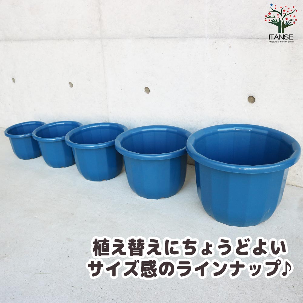 中輪鉢 色:ブルー【資材 8号】