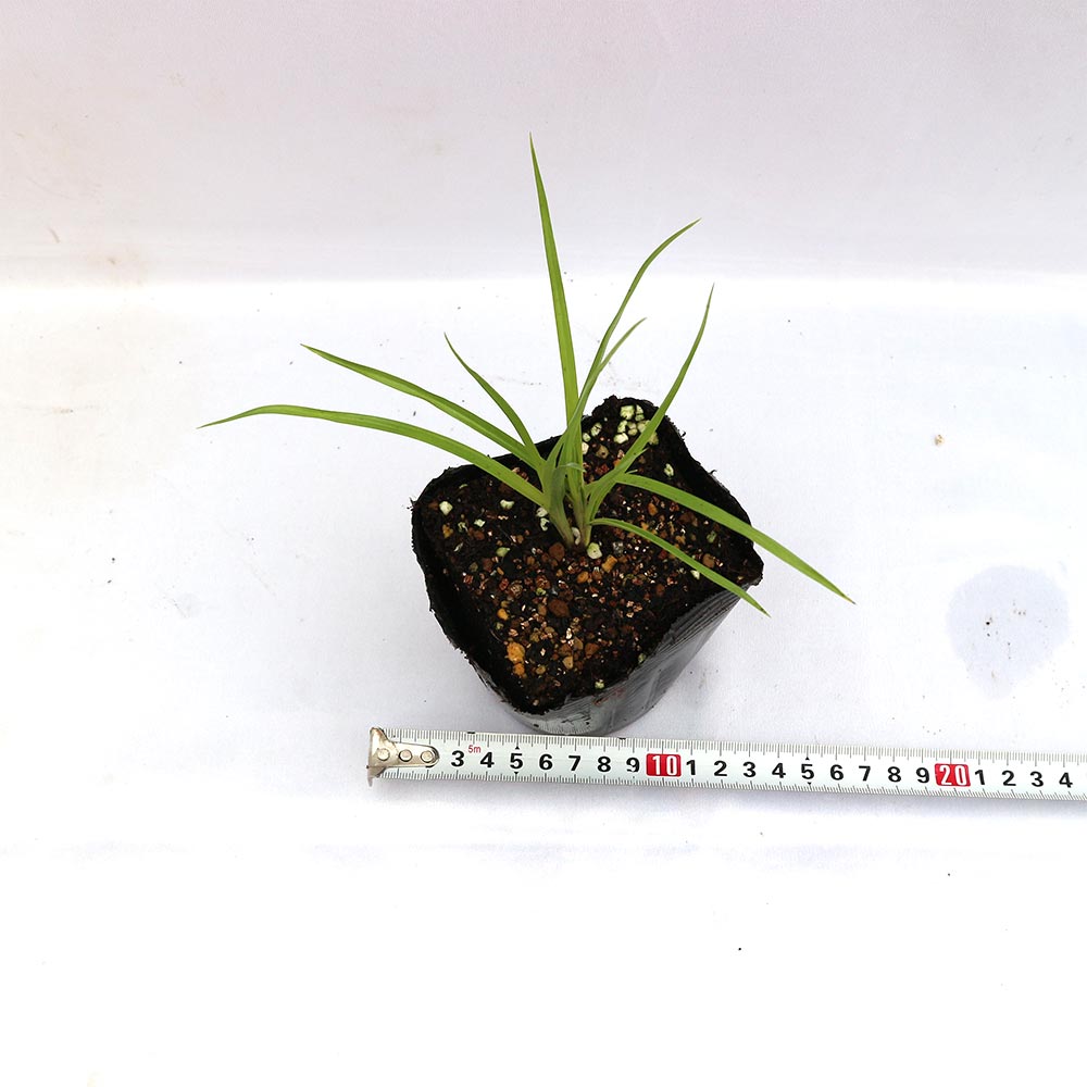 スーパーフード”タイガーナッツ”の苗【野菜苗10.5cmポット／お買い得2個セット】