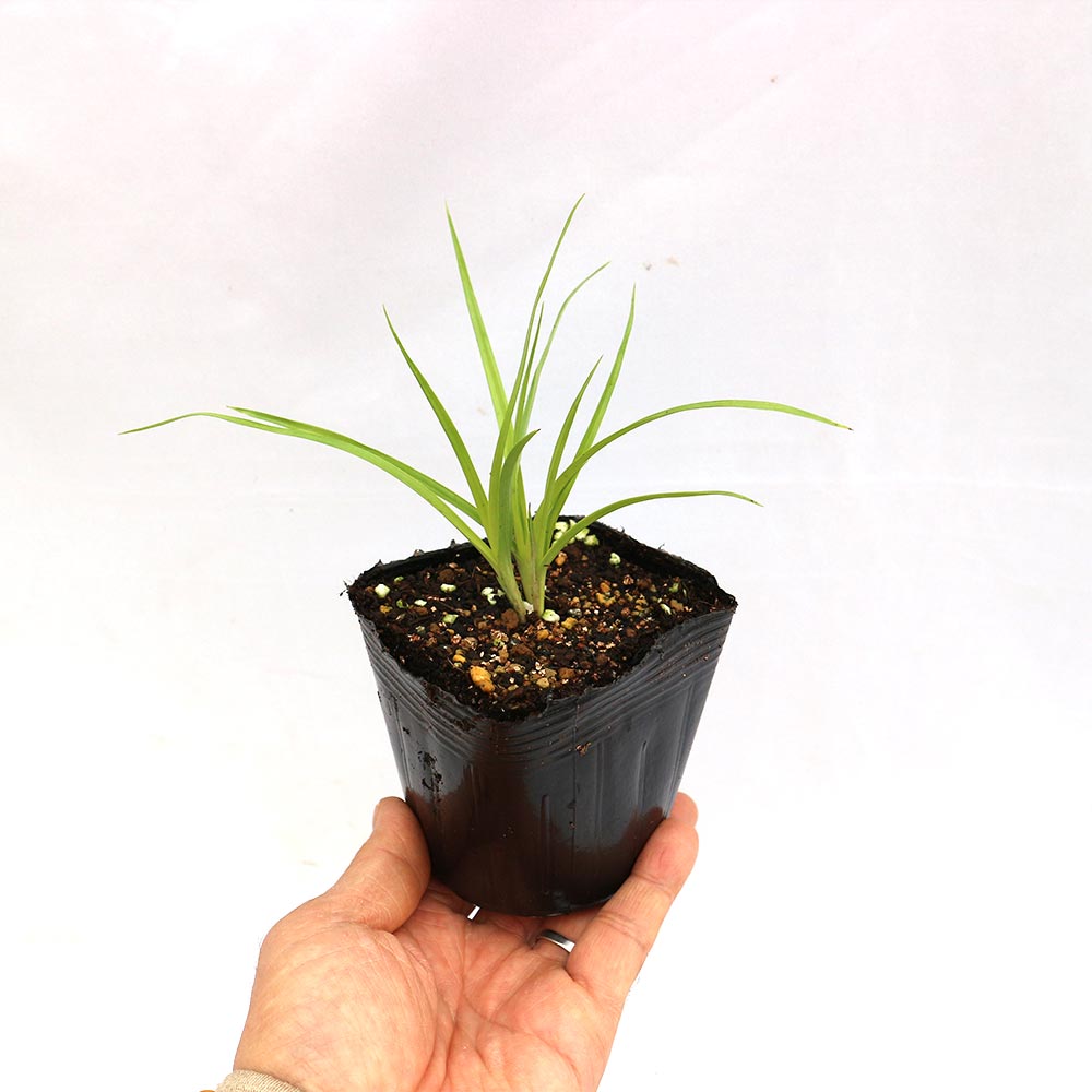 スーパーフード”タイガーナッツ”の苗【野菜苗10.5cmポット／お買い得2個セット】