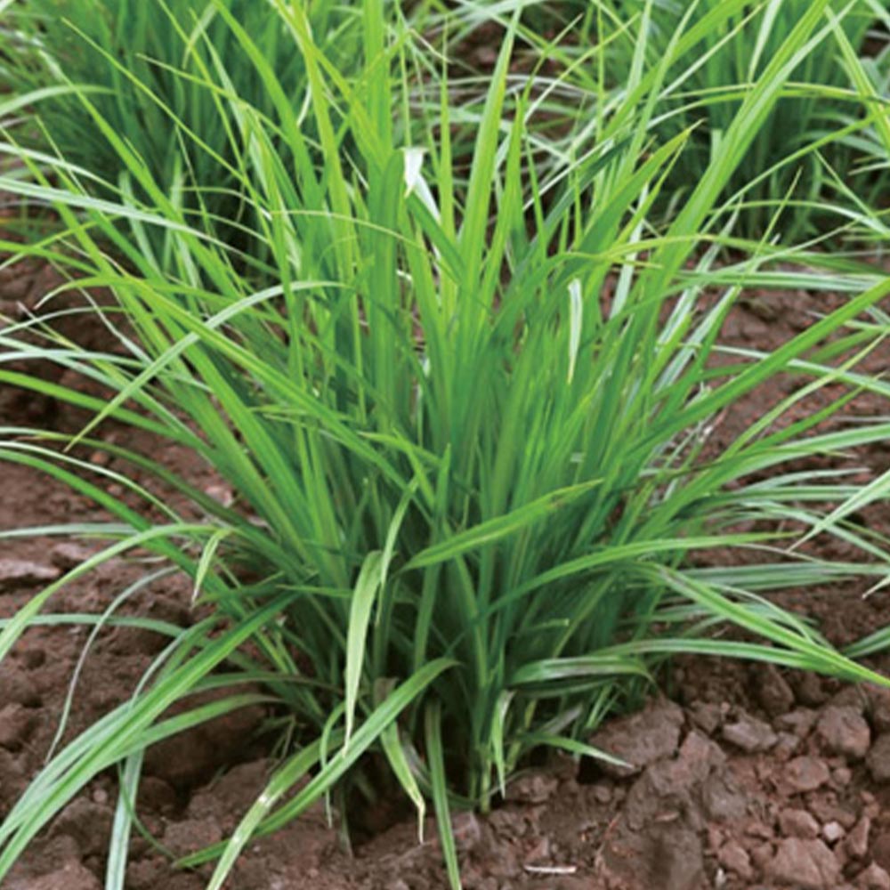 スーパーフード”タイガーナッツ”の苗【野菜苗10.5cmポット／お買い得2個セット】