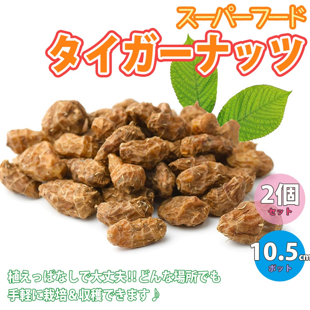 スーパーフード”タイガーナッツ”の苗【野菜苗10.5cmポット／お買い得2個セット】