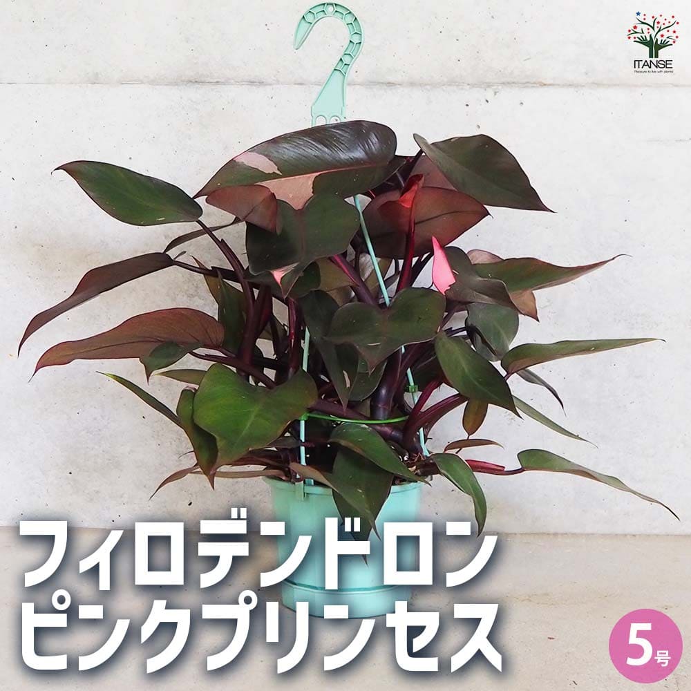 フィロデンドロン 【観葉植物 5号吊り鉢/1個売り】