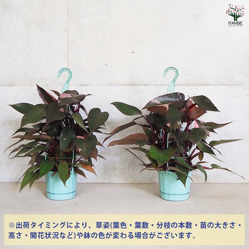 フィロデンドロン 【観葉植物 5号吊り鉢/1個売り】