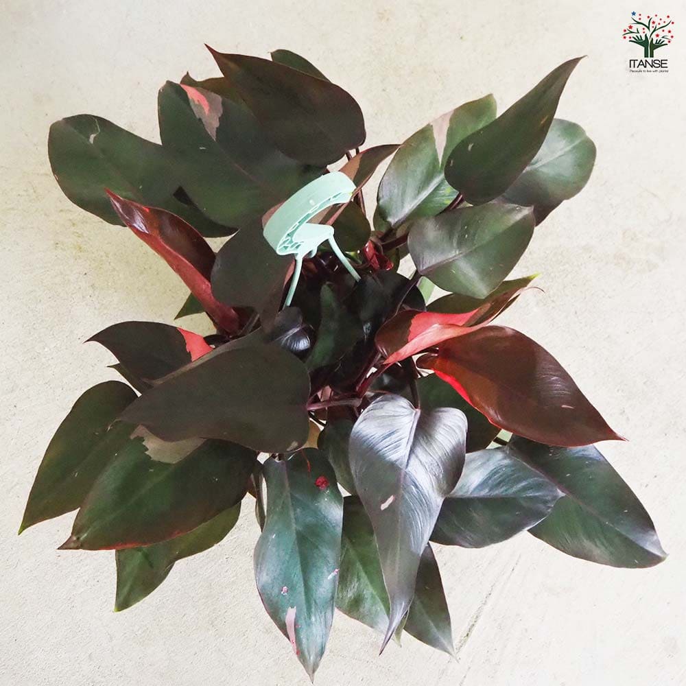 フィロデンドロン 【観葉植物 5号吊り鉢/1個売り】