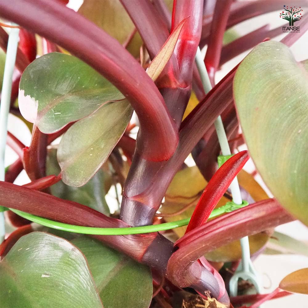 フィロデンドロン 【観葉植物 5号吊り鉢/1個売り】