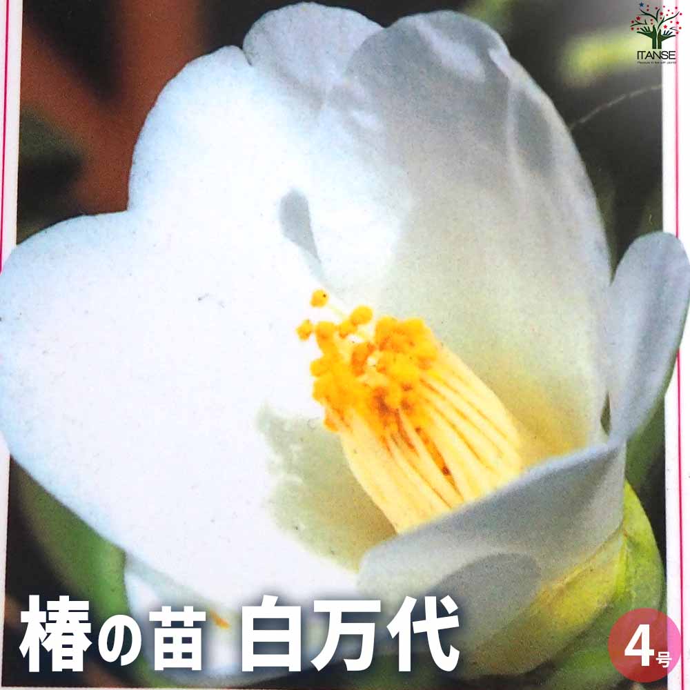 椿(つばき)の苗木 白万代 【花木苗 4号ポット／1個売り】