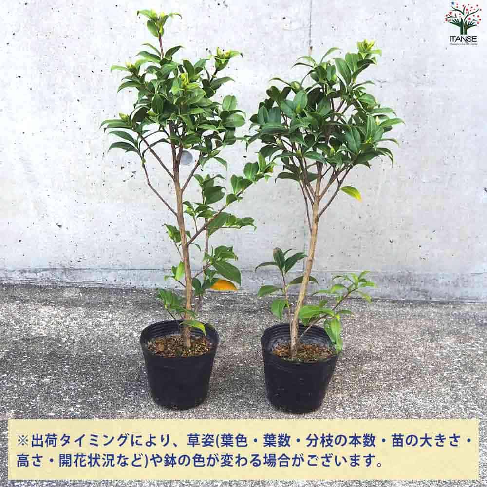 椿(つばき)の苗木 白万代 【花木苗 4号ポット／1個売り】｜ 【植物の