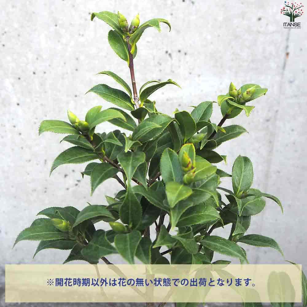椿(つばき)の苗木 白万代 【花木苗 4号ポット／1個売り】