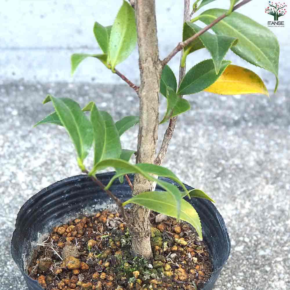 椿(つばき)の苗木 白万代 【花木苗 4号ポット／1個売り】