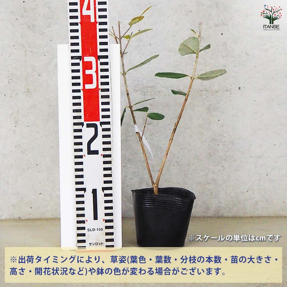 フェイジョア アポロ 【果樹の苗 10.5cm 1年生挿し木苗】｜ 【植物の