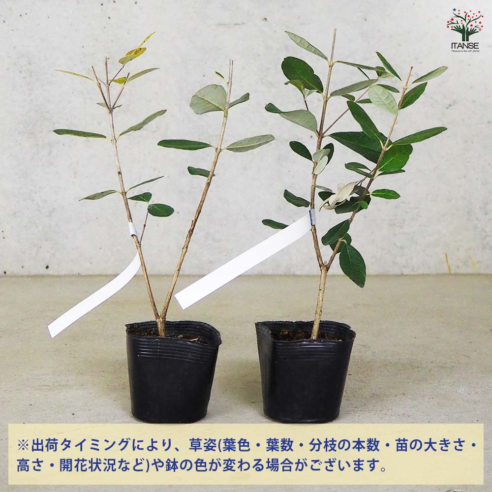 フェイジョア ★ アポロ⑨ 樹高130cm 61v50tnTBjL._UF350,350_QL80_.jpg