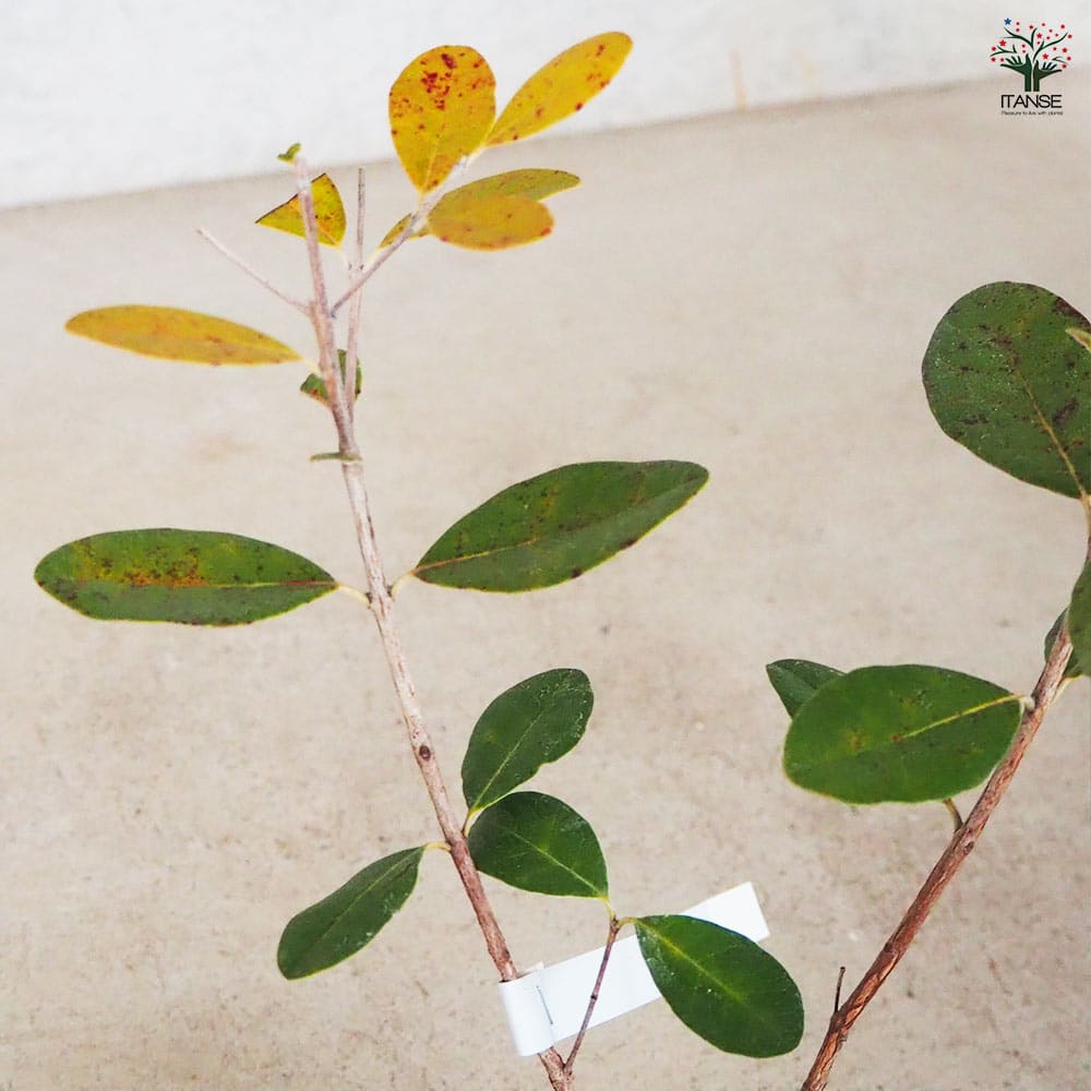 フェイジョア アポロ 【果樹の苗 10.5cm 1年生挿し木苗】｜ 【植物の